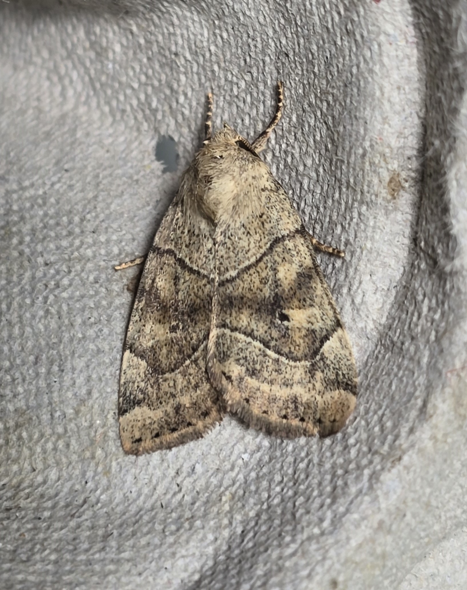 Photo of Dun-bar (Cosmia trapezina)